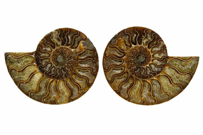 Cut & Polished, Agatized Ammonite Fossil - Madagascar #323401